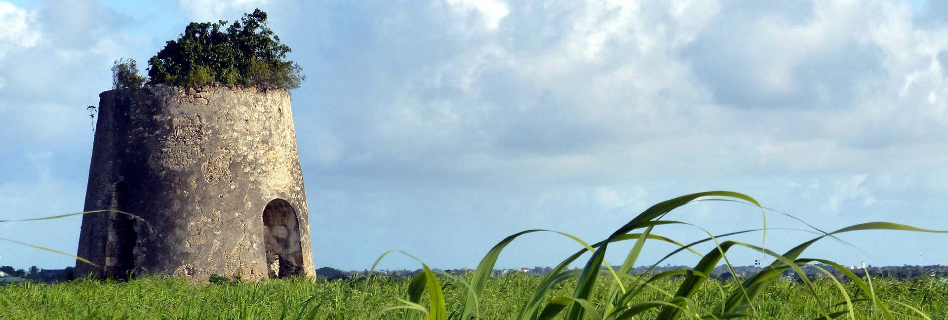Ancien moulin dans un champ de cannes à sucre aux Antilles