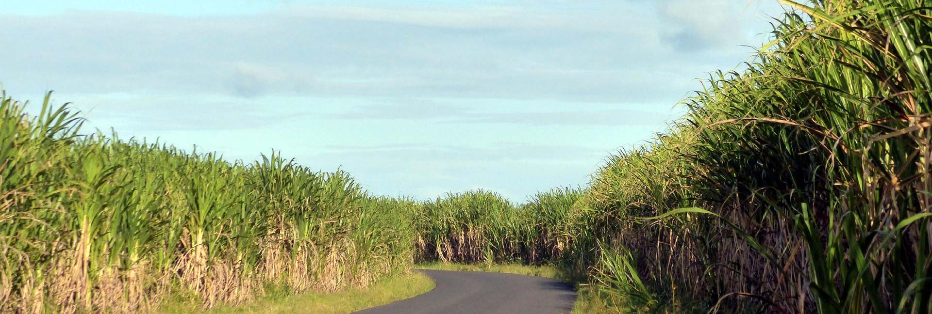 Champs de cannes à sucre aux Antilles