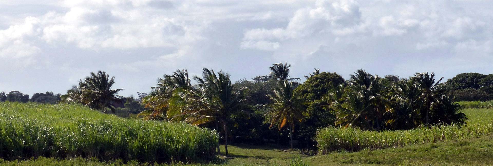 Cocotiers et champs de cannes à sucre aux Antilles